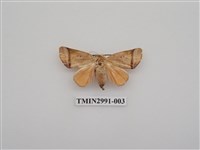 藏品(夜蛾478)的圖片